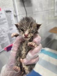 Shelter Stray Male Cat last seen Near Park Heights Ave, 21215, MD, Baltimore, MD 21230