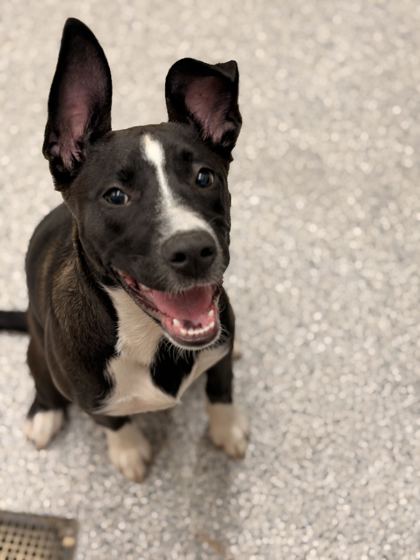 Shelter Stray Female Dog last seen Knoxville, TN 37996, Knoxville, TN 37919