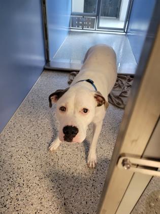 Shelter Stray Male Dog last seen Near Washington St, 64114, MO, Kansas City, MO 64132
