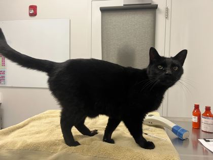 Shelter Stray Male Cat last seen Independence Ave & Colorado Ave, KCMO, 64124, 64124, KS, Kansas City, MO 64132