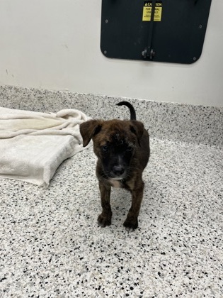 Shelter Stray Female Dog last seen College Park, GA 30337, Atlanta, GA 30336