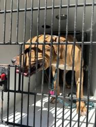 Shelter Stray Male Dog last seen Atlanta, GA 30331, Atlanta, GA 30336
