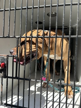 Shelter Stray Male Dog last seen Atlanta, GA 30331, Atlanta, GA 30336