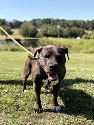 Shelter Stray Male Dog last seen Near MIDWAY RD PICKENS, SC 29671, PICKENS COUNTY, SC, Pickens, SC 29671