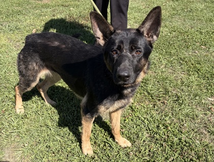 Shelter Stray Female Dog last seen Near ORCHARD DR LIBERTY, SC 29657, PICKENS COUNTY, SC, Pickens, SC 29671