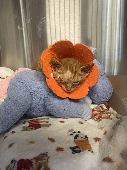 Shelter Stray Male Cat last seen Roseville, CA 95678, Roseville, CA 95678