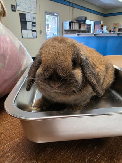 Shelter Stray Female Rabbit last seen Roseville, CA 95661, Roseville, CA 95678