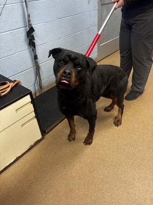 Shelter Stray Male Dog last seen Near Traipse Path Ellenwood, 30294, 30294, GA, Atlanta, GA 30341