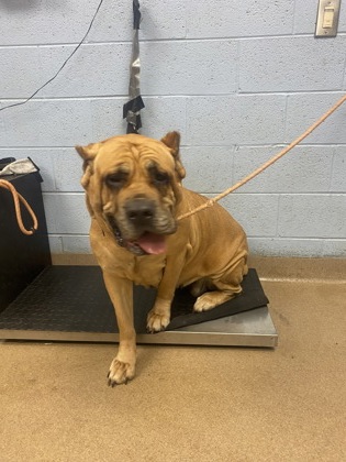 Shelter Stray Female Dog last seen Near Creek Stone Ln Stone Mountain, 30087, 30087, GA, Atlanta, GA 30341