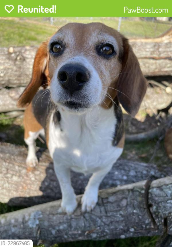 Reunited Female Dog last seen Ridley’s road, Walkertown, NC 27051