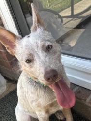 Found/Stray Female Dog last seen Creekstone: Hidden Canyon @ Kenlake , Harris County, TX 77450