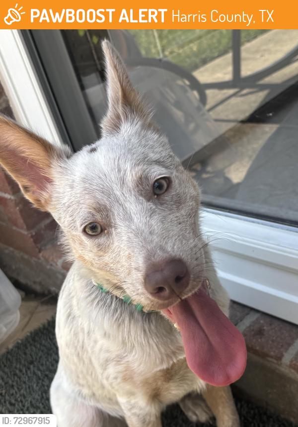 Found/Stray Female Dog last seen Creekstone: Hidden Canyon @ Kenlake , Harris County, TX 77450