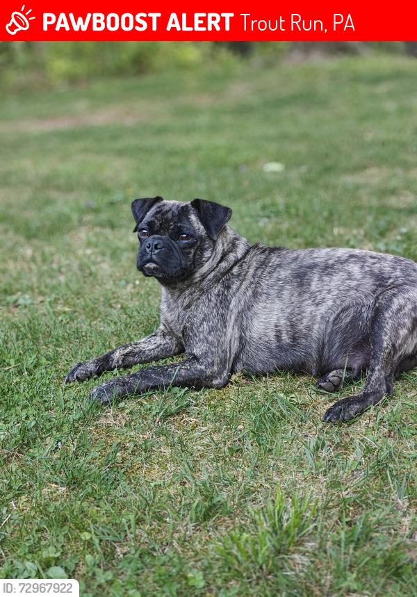 Lost Female Dog last seen 1 mile from Route 184, Trout Run, PA 17771