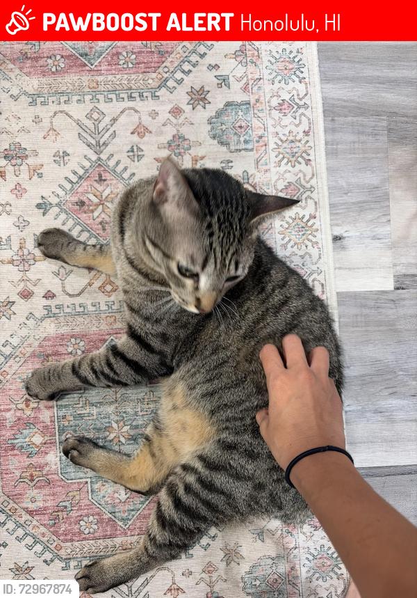 Lost Male Cat last seen kuakini cross walk /m, Honolulu, HI 96817