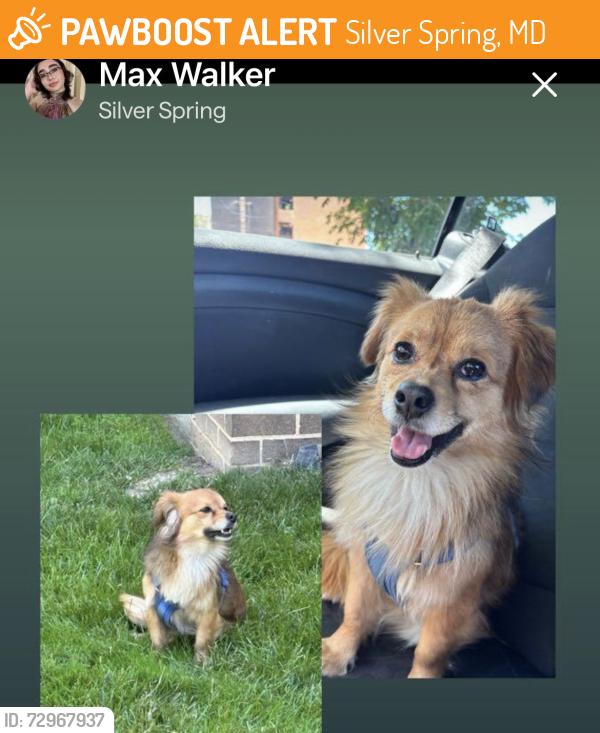 Found/Stray Male Dog last seen Avery park apmts , Silver Spring, MD 20910