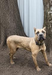 Lost Female Dog last seen Crosstimbers st Houston, Tx 77028, Houston, TX 77093