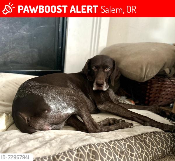 Lost Female Dog last seen Bayne. And kale , Salem, OR 97305