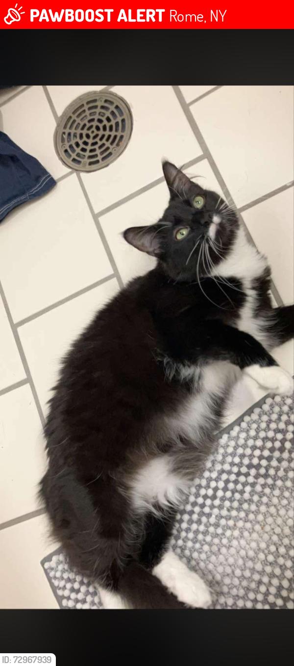 Lost Female Cat last seen Washington st and Court St, Rome, NY 13440