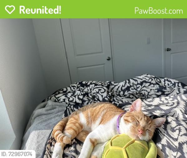 Reunited Male Cat last seen Colonial Dr., Orlando, FL 32817