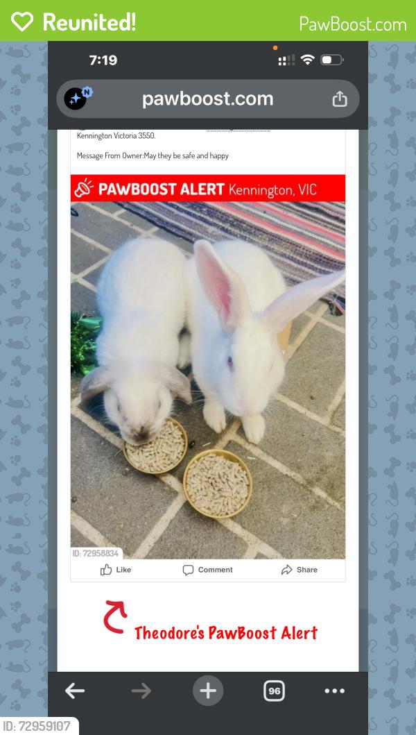 Reunited Male Rabbit last seen Kate close , Kennington Victoria 3550, Kennington, VIC 3550