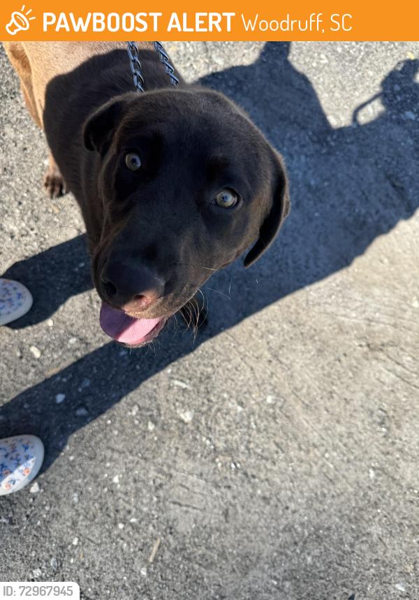 Found/Stray Male Dog last seen Near the stop sign in between neighborhoods Lightwood Cottages and Anderson Grant, Woodruff, SC 29388