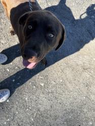 Found/Stray Male Dog last seen Near the stop sign in between neighborhoods Lightwood Cottages and Anderson Grant, Woodruff, SC 29388