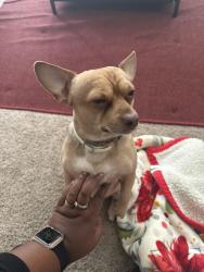 Reunited Male Dog last seen Taco Bell on camp Bowie , Fort Worth, TX 76116