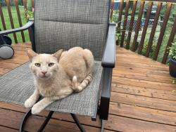Lost Male Cat last seen Oakton and Cora Street , Des Plaines, IL 60018