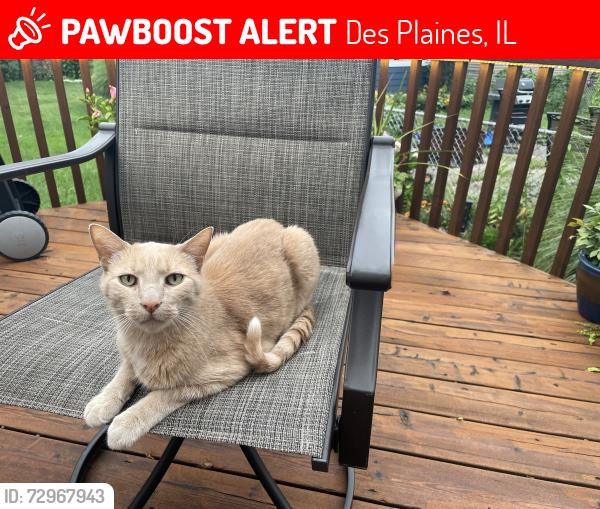 Lost Male Cat last seen Oakton and Cora Street , Des Plaines, IL 60018