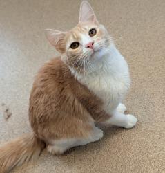 Shelter Stray Male Cat last seen Near Baldwin Street, OAKLAND, CA, 94621, Oakland, CA 94621