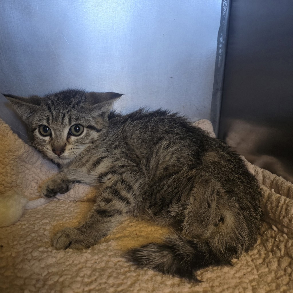 Shelter Stray Female Cat last seen Near Zephyr Place, LIVERMORE, CA, 94550, Oakland, CA 94621