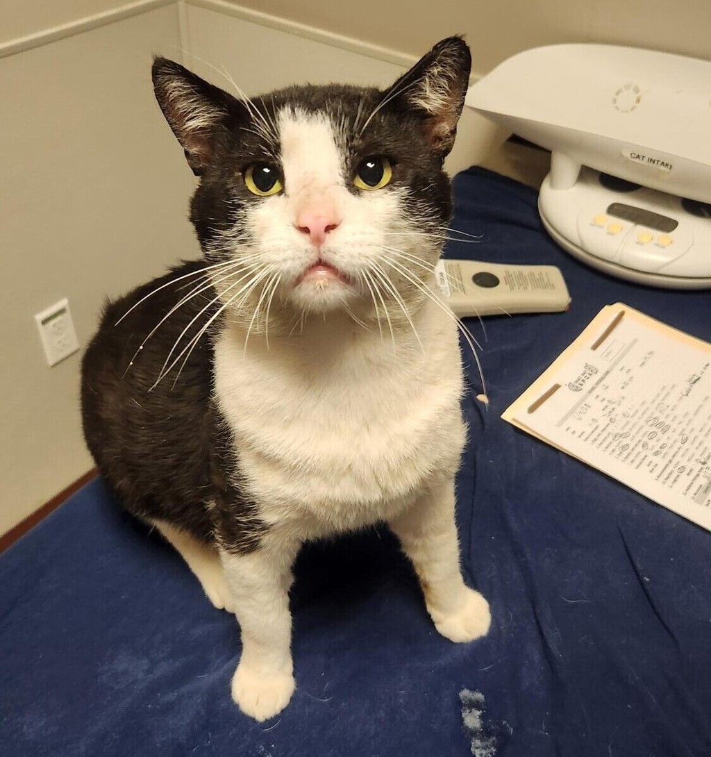 Shelter Stray Male Cat last seen Near Benedict Drive, SAN LEANDRO, CA, 94577, Oakland, CA 94621