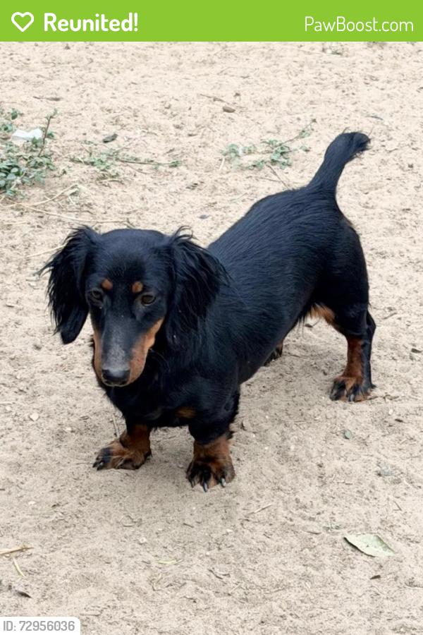 Reunited Female Dog last seen Davis rd Benito Ramirez rd , Edinburg, TX 78542