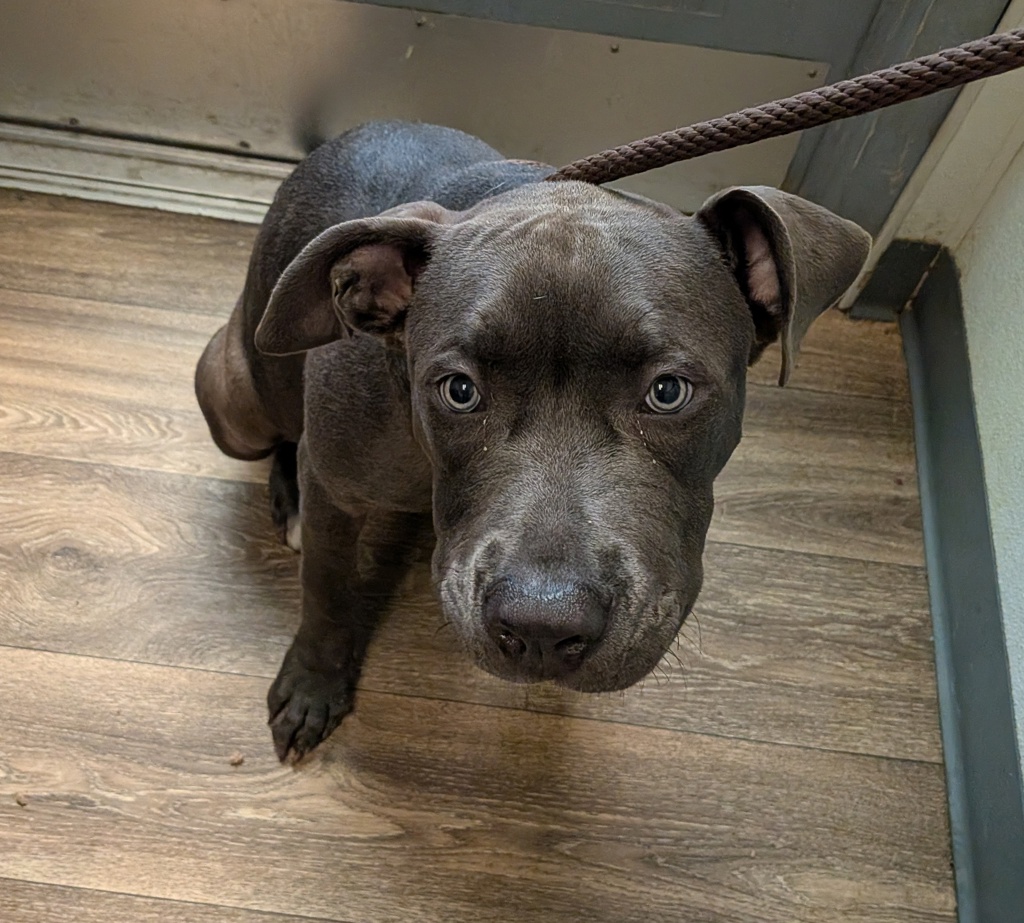 Shelter Stray Female Dog last seen Near Santa Margarita Street, San Diego, CA, 92114, San Diego, CA 92110
