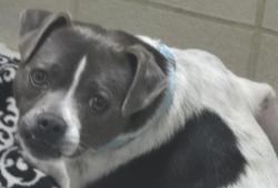 Shelter Stray Male Dog last seen NE Fairgrounds Road, Bremerton, WA, 98310, Silverdale, WA 98383