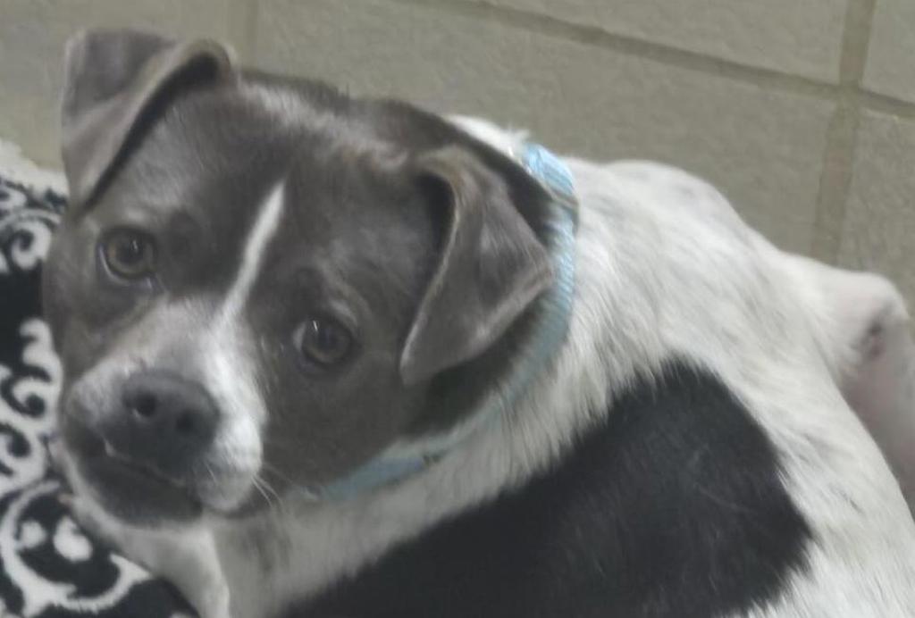 Shelter Stray Male Dog last seen NE Fairgrounds Road, Bremerton, WA, 98310, Silverdale, WA 98383