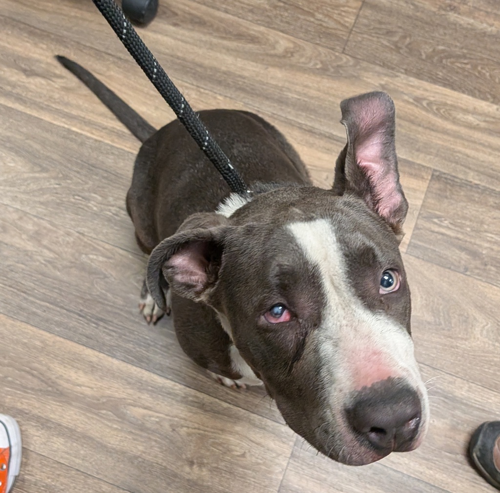 Shelter Stray Female Dog last seen Near Santa Margarita Street, San Diego, CA, 92114, San Diego, CA 92110