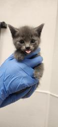 Shelter Stray Female Cat last seen NW Russell Road, Poulsbo, WA, 98370, Silverdale, WA 98383