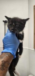 Shelter Stray Female Cat last seen NW Russell Road, Poulsbo, WA, 98370, Silverdale, WA 98383