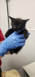 Shelter Stray Male Cat last seen NW Russell Road, Poulsbo, WA, 98370, Silverdale, WA 98383