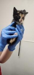 Shelter Stray Female Cat last seen NW Russell Road, Poulsbo, WA, 98370, Silverdale, WA 98383