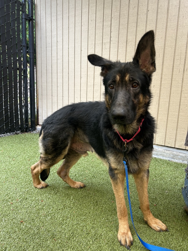 Shelter Stray Male Dog last seen Near Provost Road NW, SILVERDALE, WA, 98383, Silverdale, WA 98383