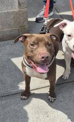 Shelter Stray Male Dog last seen Near Webster Avenue, BRONX, NY, 10467, New York, NY 10029