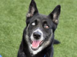 Shelter Stray Female Dog last seen Near Brooklyn Avenue, BROOKLYN, NY, 11210, New York, NY 10029