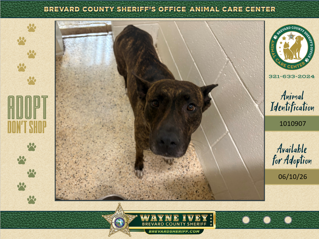 Shelter Stray Female Dog last seen Near Scrub Jay Way, TITUSVILLE, FL, 32782, Melbourne, FL 32934
