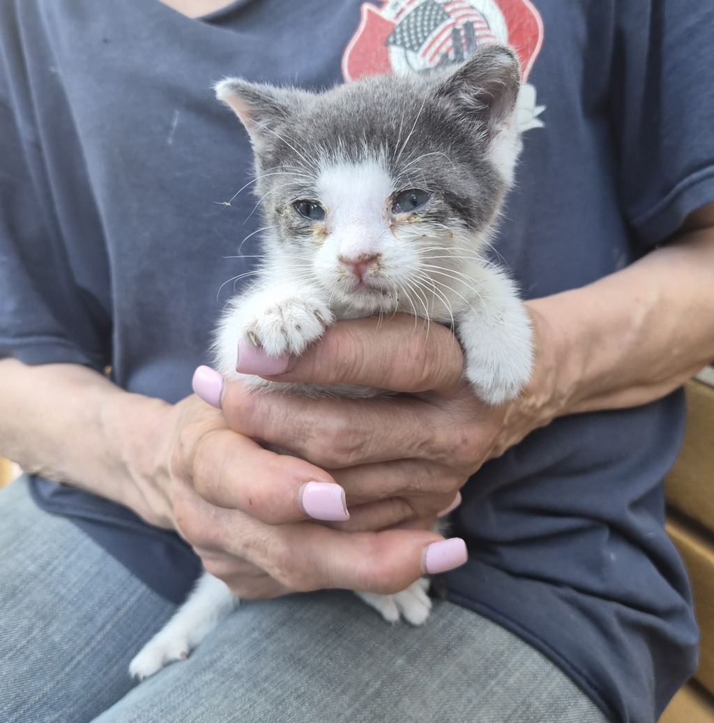 Shelter Stray Male Cat last seen E 143rd Street, BRONX, NY, 10451, New York, NY 10029