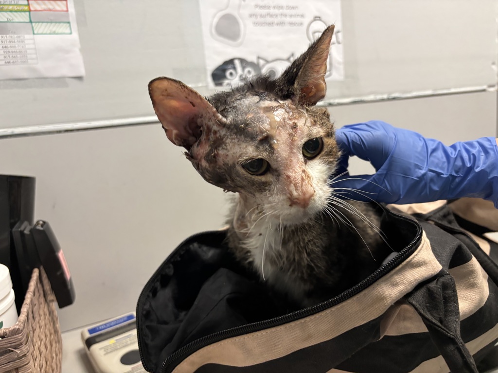 Shelter Stray Male Cat last seen Near E 138th Street, BRONX, NY, 10454, New York, NY 10029