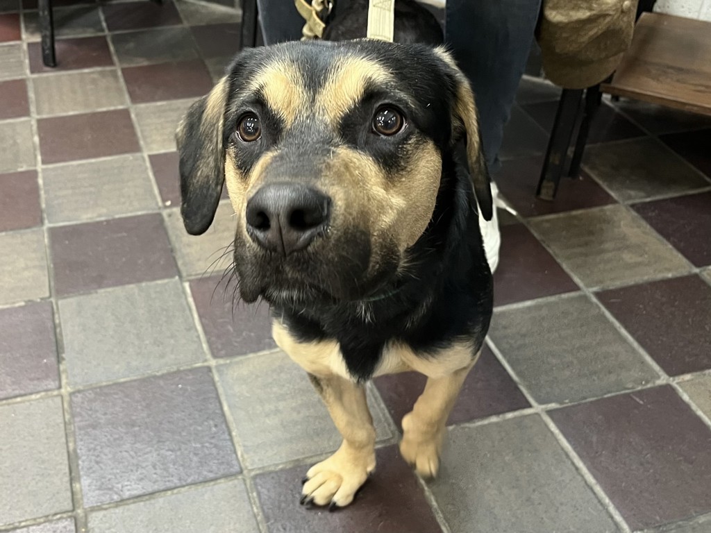 Shelter Stray Male Dog last seen Central Park West btwn 103rd and 104th Streets, NEW YORK, NY, 10025, New York, NY 10029