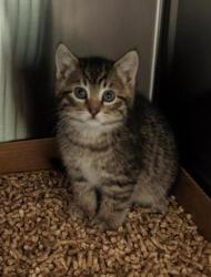 Shelter Stray Male Cat last seen W Dartmouth Pl// S Kipling pkwy, Lakewood, CO, 80232, Golden, CO 80401