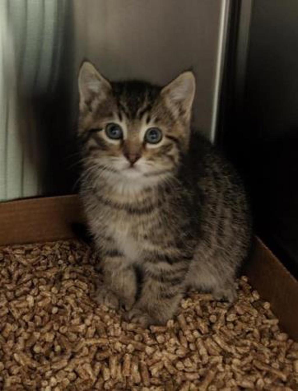 Shelter Stray Male Cat last seen W Dartmouth Pl// S Kipling pkwy, Lakewood, CO, 80232, Golden, CO 80401